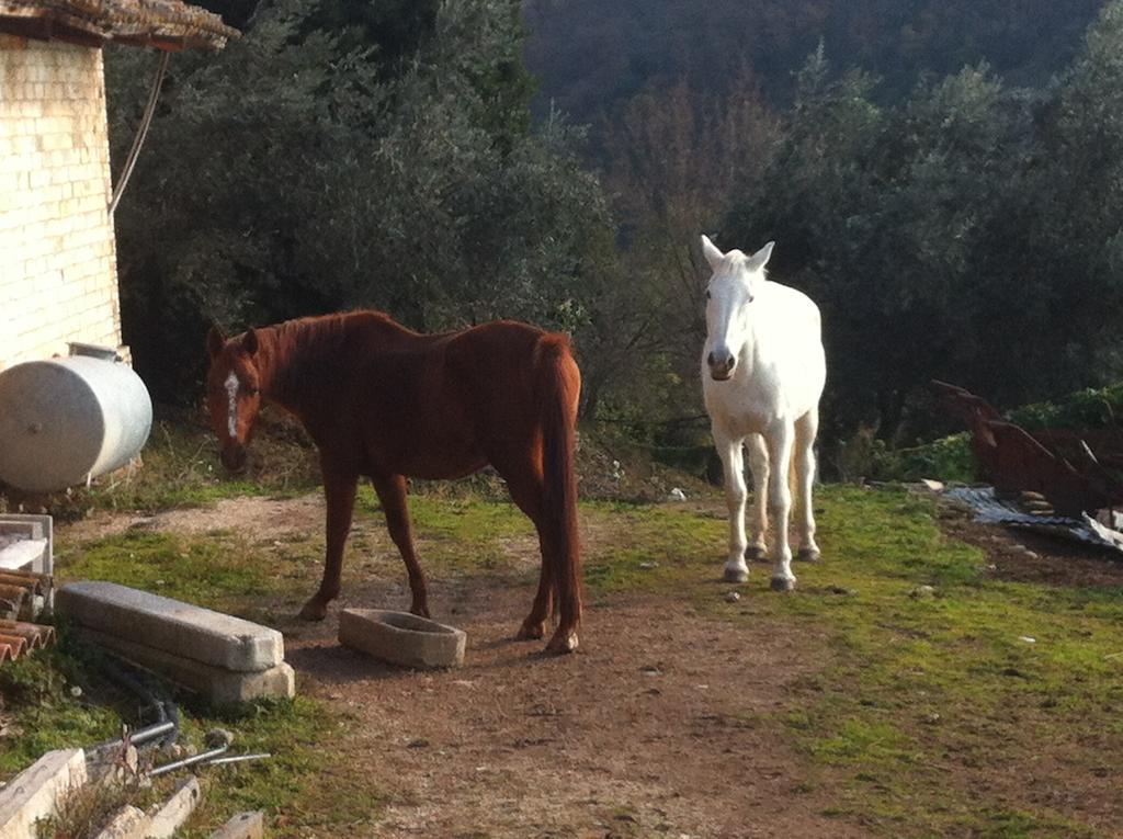 Agriturismo Villa Gabbiano Capodacqua  Bagian luar foto